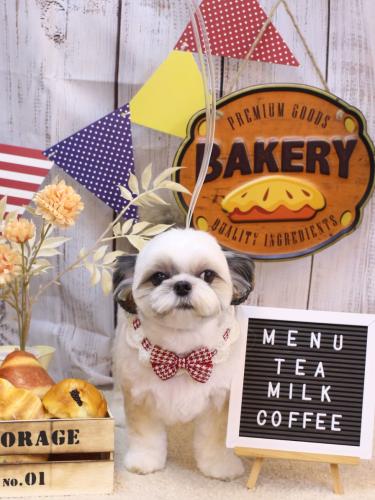 20240911こむぎちゃん